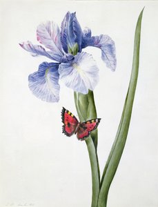 f.10 Iris blu con farfalla (Spuria), 1826